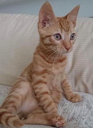 [another picture of Malibu, a Domestic Short Hair orange tabby\ cat] 