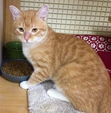 [another picture of Nilgari, a Domestic Short Hair orange/white\ cat] 