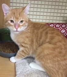 [picture of Nilgari, a Domestic Short Hair orange/white cat]