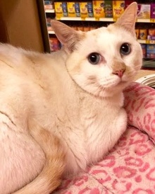 [another picture of Padre, a Siamese flame point\ cat] 