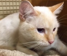 [picture of Padre, a Siamese flame point cat]