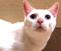 [picture of Padre, a Siamese flame point cat]