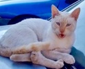 [picture of Cheech, a Siamese flame point cat]
