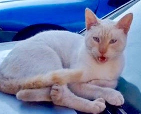 [picture of Cheech, a Siamese flame point\ cat] 