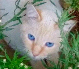 [picture of Chong, a Siamese flame point\ cat] 