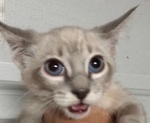 [picture of Meringue Pie, a Siamese lynx point/snowshoe cat]