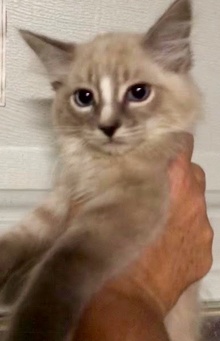 [picture of Cheesecake, a Ragdoll Mix lynx point cat]