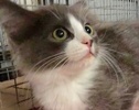 [picture of Blueberry Pie, a Ragdoll Mix blue/white cat]