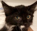 [picture of Bostn Cream Pie, a Ragdoll Mix black/white cat]