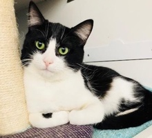 [picture of Cabo, a Domestic Short Hair black/white cat]