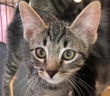 [picture of Novia, a Domestic Short Hair gray tabby\ cat] 