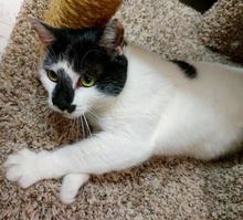 [another picture of Milan, a Domestic Short Hair white/black\ cat] 