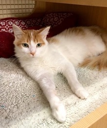 [another picture of Wiley, a Turkish Van Mix white/orange\ cat] 