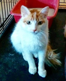 [picture of Wiley, a Turkish Van Mix white/orange cat]