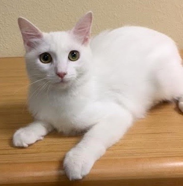 [another picture of Betty Boop, a Turkish Angora Mix white\ cat] 