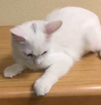 [picture of Betty Boop, a Turkish Angora Mix white cat]