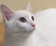 [picture of Betty Boop, a Turkish Angora Mix white\ cat] 