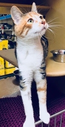 [picture of Tigera, a Domestic Short Hair tigercalico cat]