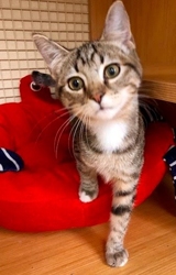 [picture of Daryl, a Domestic Short Hair brown tabby/white cat]