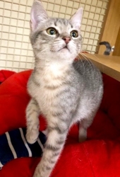 [picture of Rosita, a Domestic Short Hair silver tabby cat]