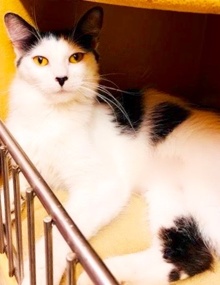 [picture of Earline, a Turkish Van Mix white/black cat]