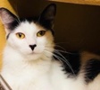 [picture of Earline, a Turkish Van Mix white/black cat]