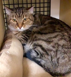 [picture of Brandy, a Domestic Short Hair brown tabby cat]