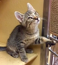 [another picture of Braveheart, a Domestic Short Hair brown tabby\ cat] 