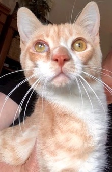 [another picture of Haruki, a Domestic Short Hair orange\ cat] 