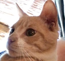 [picture of Haruki, a Domestic Short Hair orange\ cat] 