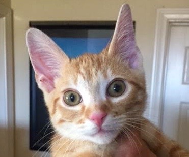 [picture of Roy Roy, a Domestic Short Hair orange tabby\ cat] 