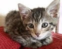 [picture of Randaldo, a Domestic Short Hair gray tabby cat]