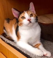 [another picture of Veronica, a Domestic Short Hair calico\ cat] 