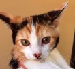 [picture of Veronica, a Domestic Short Hair calico cat]