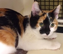 [another picture of Betty, a Domestic Short Hair calico\ cat] 