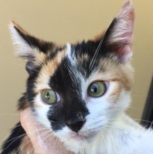[picture of Betty, a Domestic Short Hair calico\ cat] 