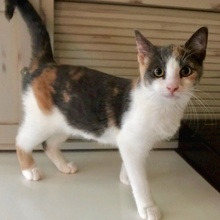 [another picture of Measca, a Domestic Short Hair calico\ cat] 