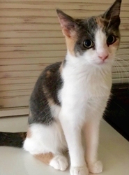 [picture of Measca, a Domestic Short Hair calico cat]