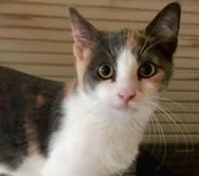 [picture of Measca, a Domestic Short Hair calico\ cat] 