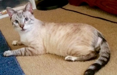 [picture of Duran, a Siamese lynx point cat]