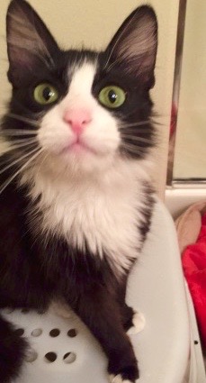 [picture of Dolores, a Domestic Medium Hair black/white tuxedo cat]