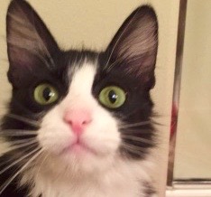 [picture of Dolores, a Domestic Medium Hair black/white tuxedo\ cat] 