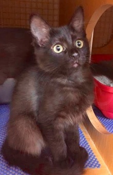 [another picture of Magic, a Domestic Medium Hair black/smoke\ cat] 