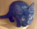 [picture of Magic, a Domestic Medium Hair black/smoke cat]