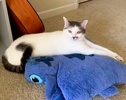 [picture of Liam, a Turkish Van Mix white/blue cat]