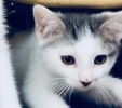 [picture of Liam, a Turkish Van Mix white/blue cat]