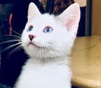 [picture of Aideen, a Turkish Van Mix white/black blue eyes\ cat] 