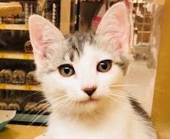 [picture of Neala, a Turkish Van Mix white/black\ cat] 