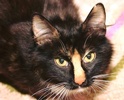[picture of Tessi, a Domestic Medium Hair calico cat]