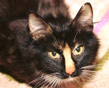 [picture of Tessi, a Domestic Medium Hair calico\ cat] 